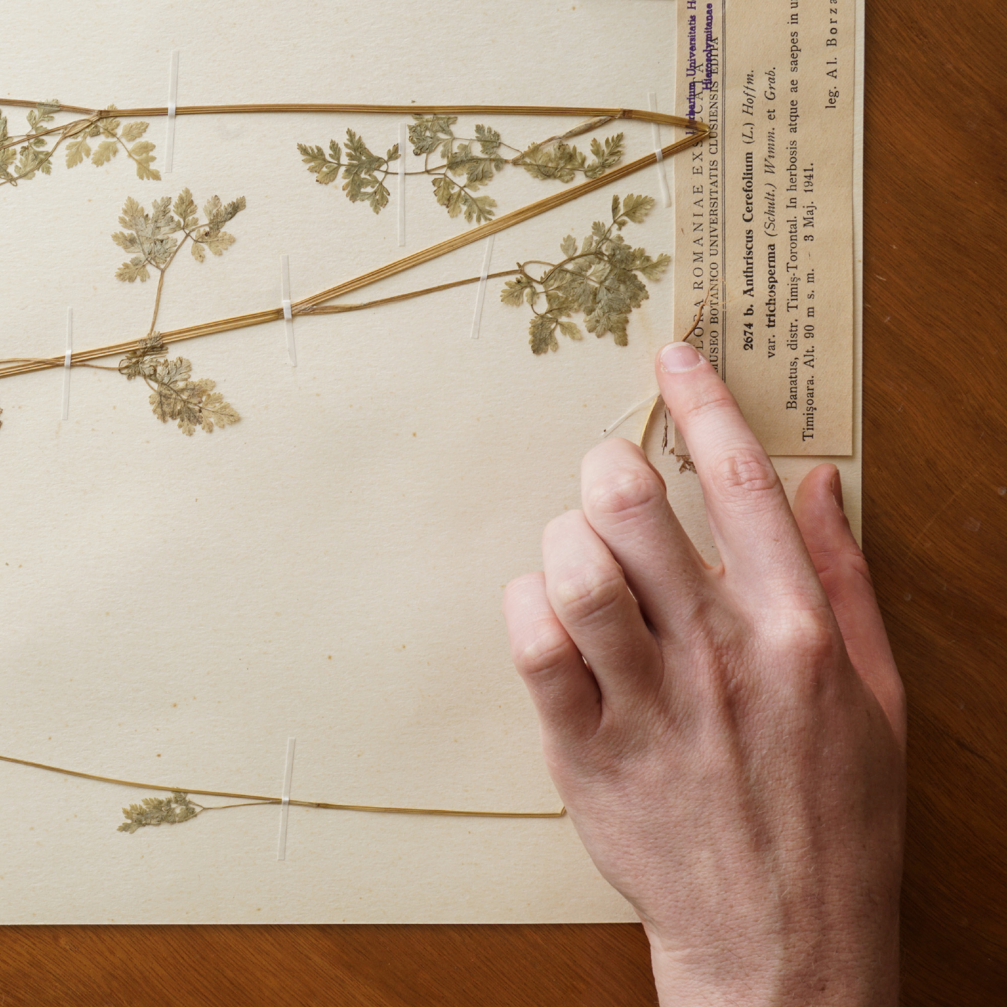 Photographing a Specimen